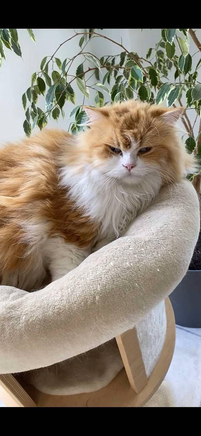 Atchi a rejoint le concours — aidez-le/la à gagner de superbes lots ! british_longhair, carnivore, cat, claw, eye, fawn, felidae, fur, grass, plant, small_to_medium_sized_cats, snout, tail, terrestrial_animal, tree, whiskers, window, wood