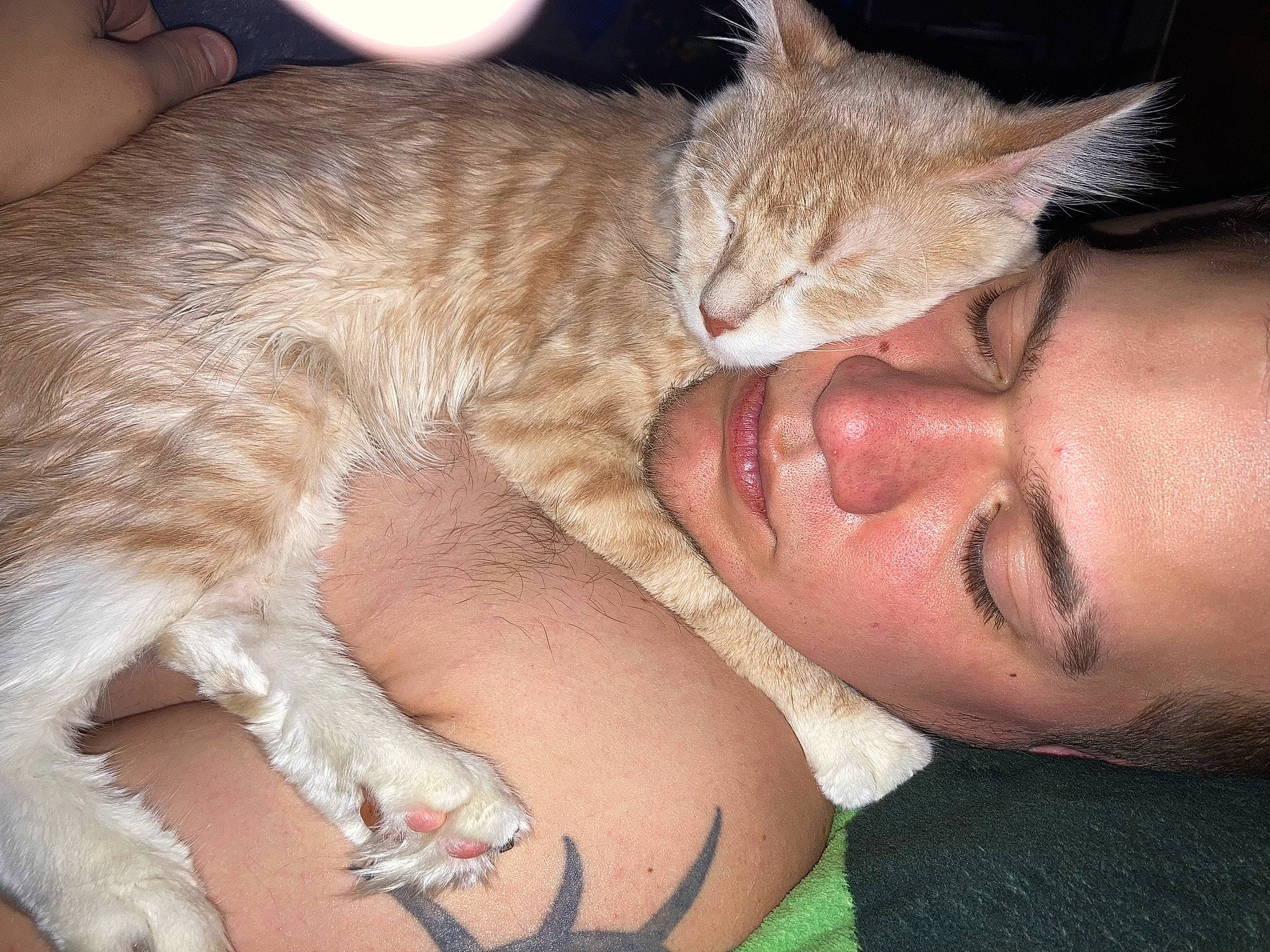 Mew joined the competition — help win amazing prizes! carnivore, cat, claw, comfort, domestic_short_haired_cat, ear, fawn, felidae, foot, fur, gesture, human_leg, jaw, lap, nail, nap, paw, small_to_medium_sized_cats, snout, whiskers