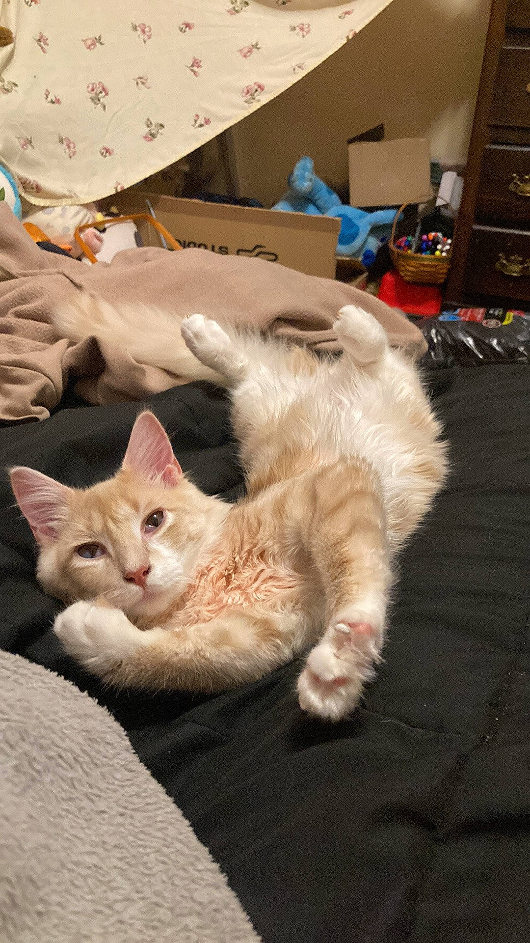 Mew is registered to the contest to win money with this photo: box, cabinetry, carnivore, carton, cat, claw, comfort, domestic_short_haired_cat, fawn, felidae, fur, kitchen_appliance, nap, paw, shipping_box, small_to_medium_sized_cats, snout, tail, whiskers, wood