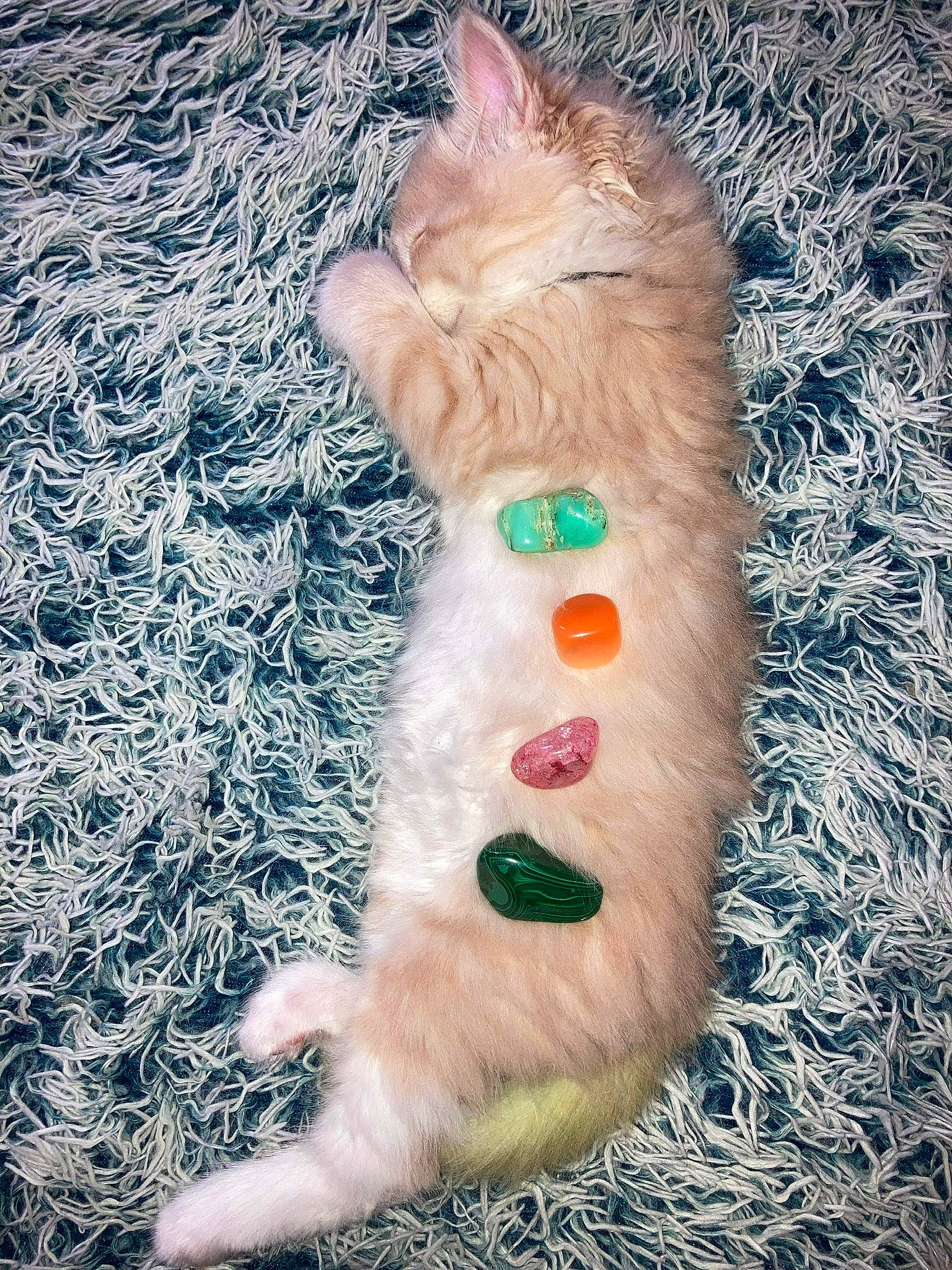 Mew joined the competition — help win amazing prizes! carnivore, cat, companion_dog, dog_breed, fawn, felidae, foot, fur, grass, paw, plant, small_to_medium_sized_cats, snout, stuffed_toy, tail, toy, tree, whiskers, wood, wool