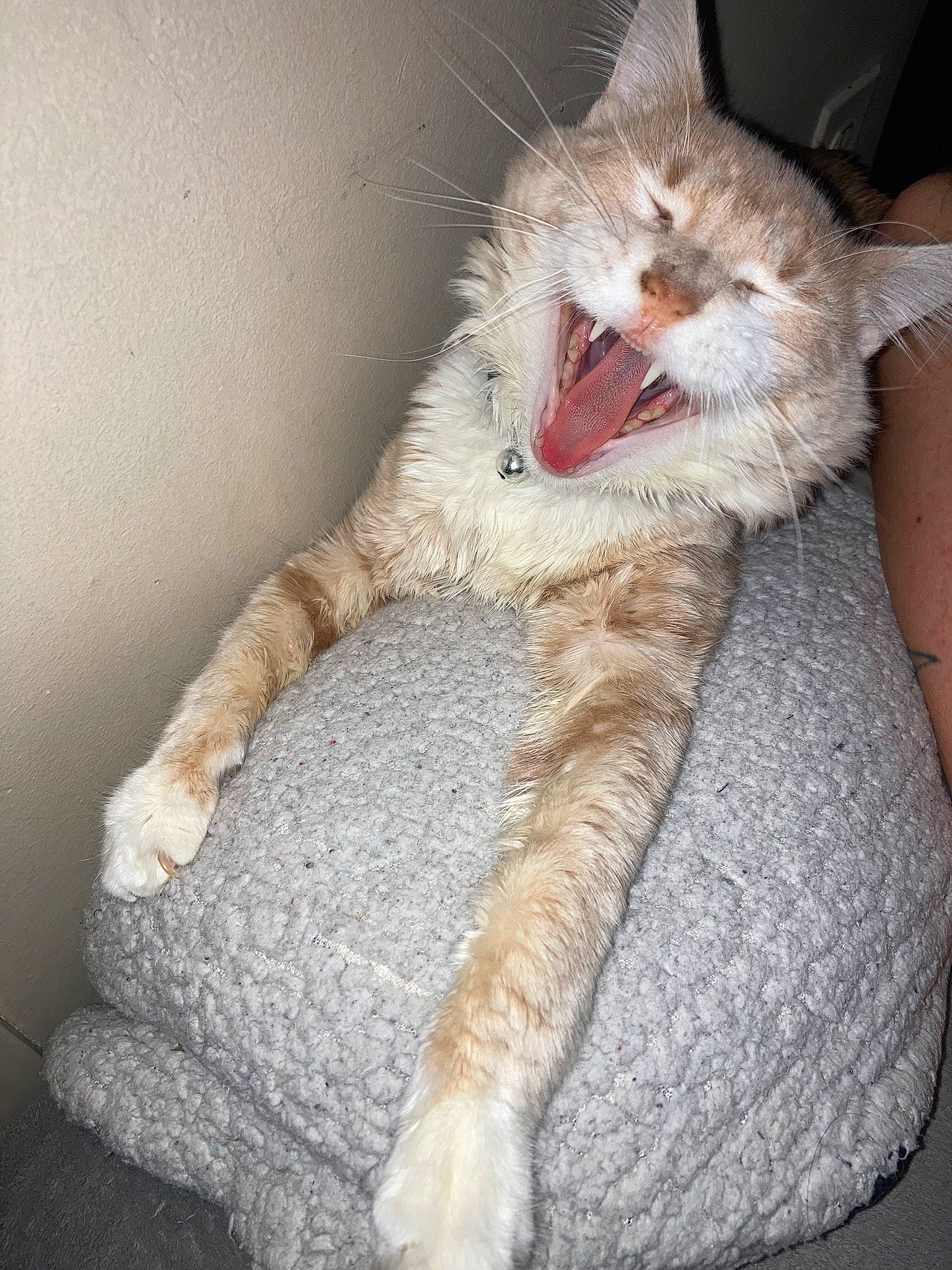 Mew joined the competition — help win amazing prizes! carnivore, cat, claw, comfort, couch, domestic_short_haired_cat, eye, fang, fawn, felidae, foot, fur, gesture, paw, small_to_medium_sized_cats, snout, tail, whiskers, yawn