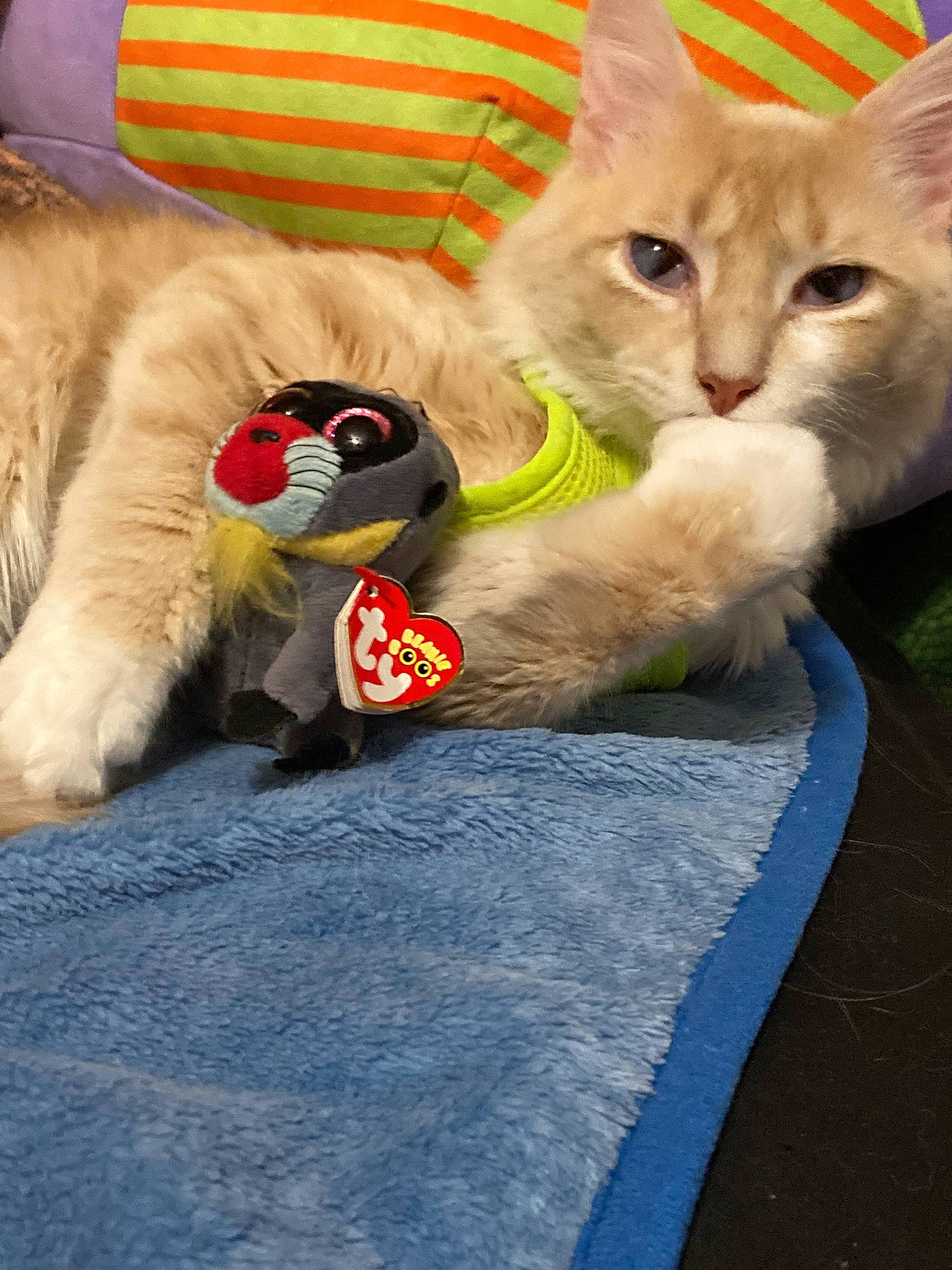 Mew joined the competition — help win amazing prizes! bag, carnivore, cat, claw, comfort, couch, domestic_short_haired_cat, fawn, felidae, fur, human_leg, lap, linens, luggage_and_bags, paw, sitting, small_to_medium_sized_cats, stuffed_toy, tail, whiskers