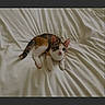 Delilah is registered to the contest to win money with this photo: cat, kitten, calico, bed, white_sheet, animal, pet, fur, whiskers, ears, cute, resting, indoor, domestic, small, young, curious, lying_down, soft, sleepy
