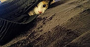 Delilah joined the competition — help win amazing prizes! cat, animal, pet, face, curious, peeking, clothing, fabric, black, bed, blanket, texture, indoor, resting, cute, whiskers, fur, eye, nose, soft
