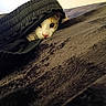 cat, animal, pet, face, curious, peeking, clothing, fabric, black, bed, blanket, texture, indoor, resting, cute, whiskers, fur, eye, nose, soft