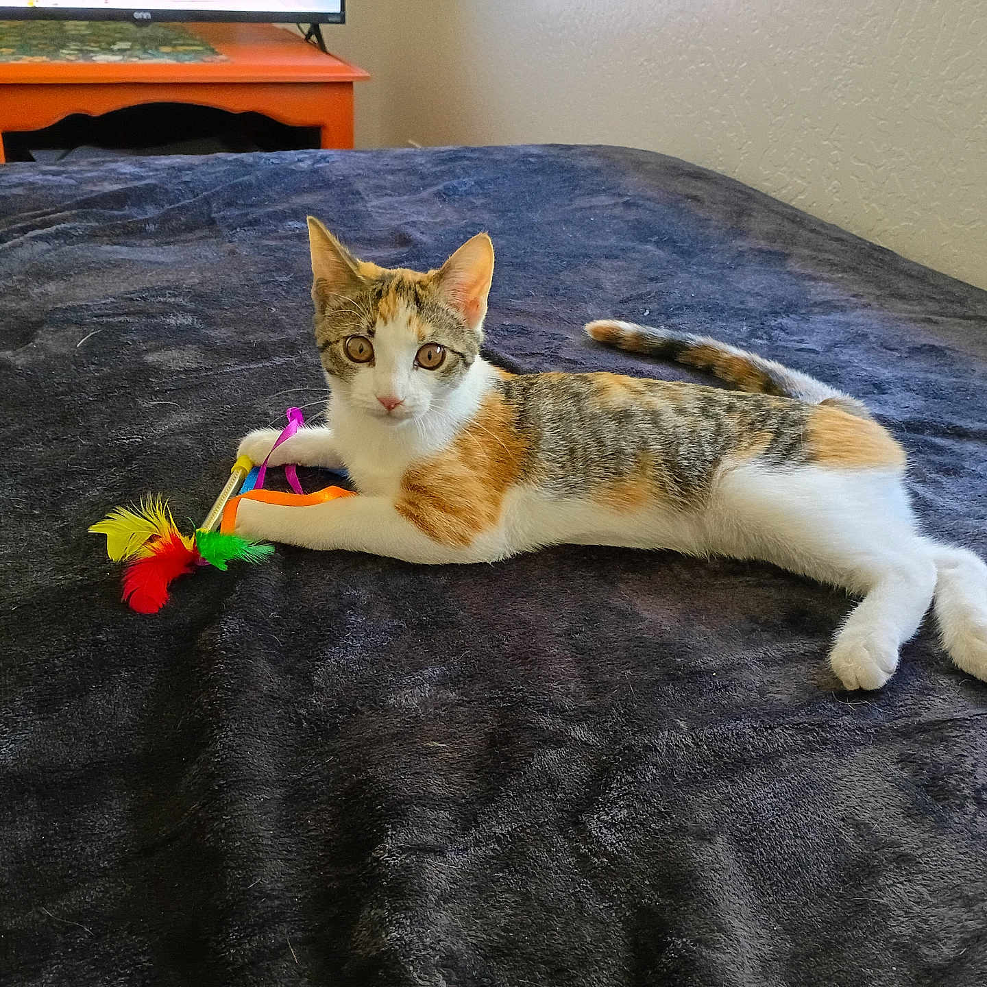 Delilah is registered to the contest to win money with this photo: cat, calico_cat, pet, toy, feathers, bed, blanket, indoor, feline, playful, resting, orange, black, white, brown, striped, fur, animal, domestic, cute