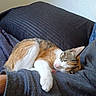Delilah is registered to the contest to win money with this photo: cat, calico, sleeping, resting, pet, animal, feline, cozy, indoor, pillow, blanket, human_arm, relaxation, soft_texture, fur, cute, domestic, companion, calm, nap