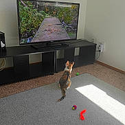 Delilah joined the competition — help win amazing prizes! cat, television, carpet, cat_toy, living_room, curious, indoor, animal, screen, bird_image, furniture, wall_socket, black_stand, colorful, playful, natural_light, small_pet, home_interior, technology, pet