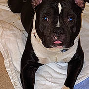 Diesel is registered to the contest to win money with this photo: dog, black_and_white, lying_down, blanket, carpet, pet, animal, ears, paws, tongue, collar, indoor, cute, looking_at_camera, face, fur, mammal, companion, resting, domestic