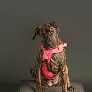 Ripley is registered to the contest to win money with this photo: animal, brindle, canine, curious, cushion, dog, ears, expression, fur, gray_background, harness, head_tilt, indoor, looking_down, paw, pet, pink_harness, portrait, seated, studio