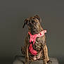 animal, brindle, canine, curious, cushion, dog, ears, expression, fur, gray_background, harness, head_tilt, indoor, looking_down, paw, pet, pink_harness, portrait, seated, studio