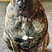 Ripley is registered to the contest to win money with this photo: animal, black, brindle, brown, canine, carpet, collar, dog, domestic, ears, expression, face, floor, fur, indoor, looking, paw, pet, sitting, tag
