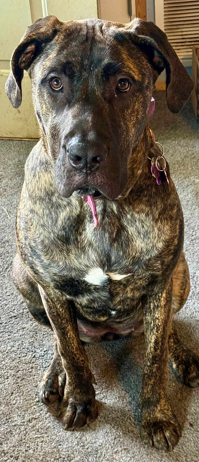 Ripley is registered to the contest to win money with this photo: animal, black, brindle, brown, canine, carpet, collar, dog, domestic, ears, expression, face, floor, fur, indoor, looking, paw, pet, sitting, tag