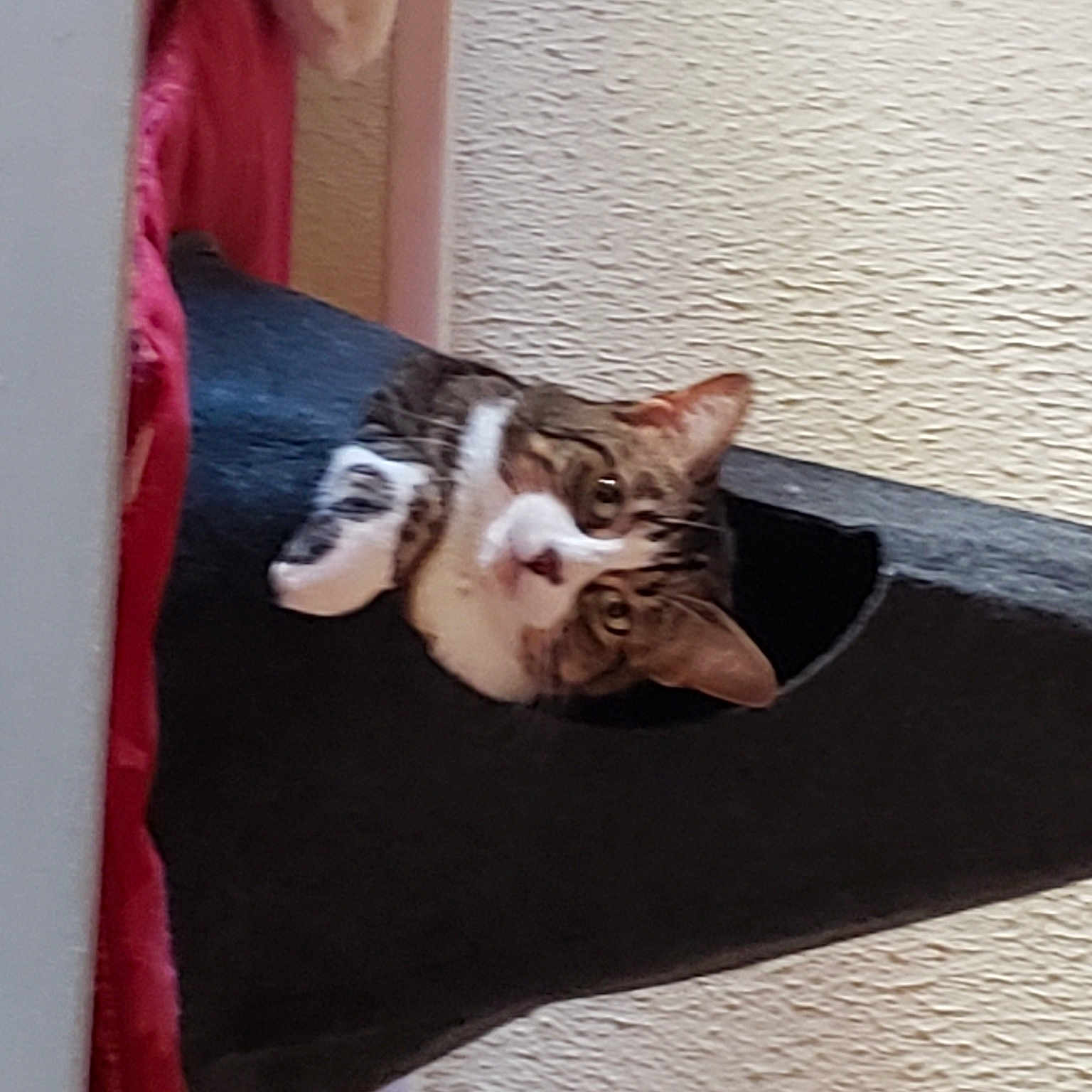 Pua