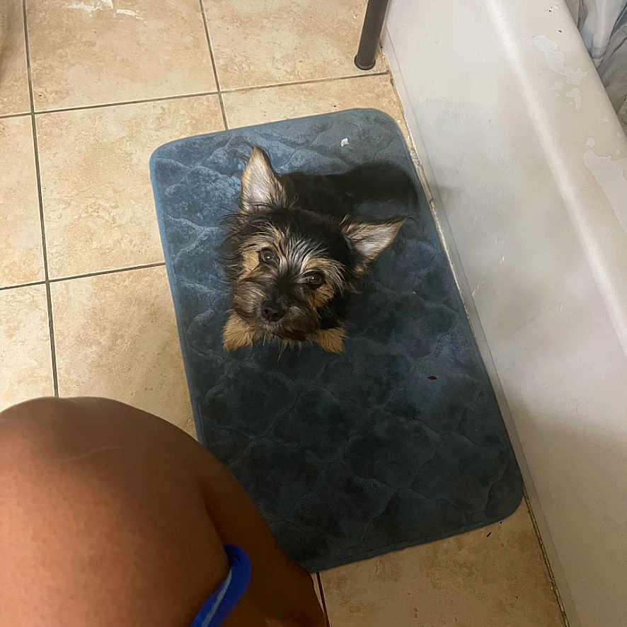 Bella joined the competition — help win amazing prizes! animal, ankle, baby, back, bathing, bathtub, bodypart, canine, cat, dog, indoors, interiordesign, kitten, manx, mat, person, pet, sleeping, tile, tub
