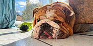 Marius a rejoint le concours — aidez-le/la à gagner de superbes lots ! bulldog, dog, pet, sleeping, floor, tile, sunlight, indoor, tongue, closeup, home, curtain, toy, relaxed, mammal, companion_animal, cute, wrinkles, brown, white