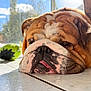 bulldog, dog, pet, sleeping, floor, tile, sunlight, indoor, tongue, closeup, home, curtain, toy, relaxed, mammal, companion_animal, cute, wrinkles, brown, white