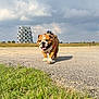 Marius a rejoint le concours — aidez-le/la à gagner de superbes lots ! bulldog, dog, canine, pet, outdoor, grass, pavement, sky, clouds, harness, walking, animal, nature, field, sunlight, shadow, structure, daytime, park, landscape