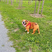 Marius a rejoint le concours — aidez-le/la à gagner de superbes lots ! bulldog, dog, grass, trees, path, outdoor, pet, canine, leash, nature, park, greenery, daytime, animal, smiling, young_trees, wooden_stakes, cloudy_sky, happy, walking