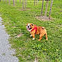 bulldog, dog, grass, trees, path, outdoor, pet, canine, leash, nature, park, greenery, daytime, animal, smiling, young_trees, wooden_stakes, cloudy_sky, happy, walking
