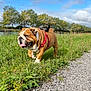 Marius participe au concours pour gagner de l'argent avec cette photo : bulldog, dog, pet, animal, grass, path, outdoor, nature, sky, clouds, trees, harness, walking, tongue_out, sunny, daytime, mammal, canine, greenery, leisure