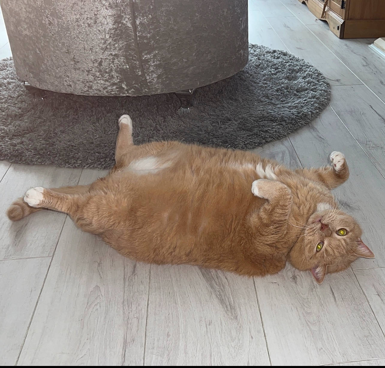 Rambo is registered to the contest to win money with this photo: canidae, carnivore, cat, claw, companion_dog, dog_breed, fawn, felidae, flooring, fur, hardwood, hat, liver, nap, paw, small_to_medium_sized_cats, tail, terrestrial_animal, whiskers, wood