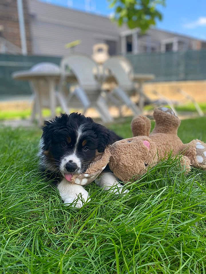Ryko participe au concours pour gagner de l'argent avec cette photo : border_collie, canidae, carnivore, cavachon, cavapoo, dog, dog_breed, grass, havanese, landseer, lawn, mammal, puppy, spanish_water_dog, sporting_group, vertebrate