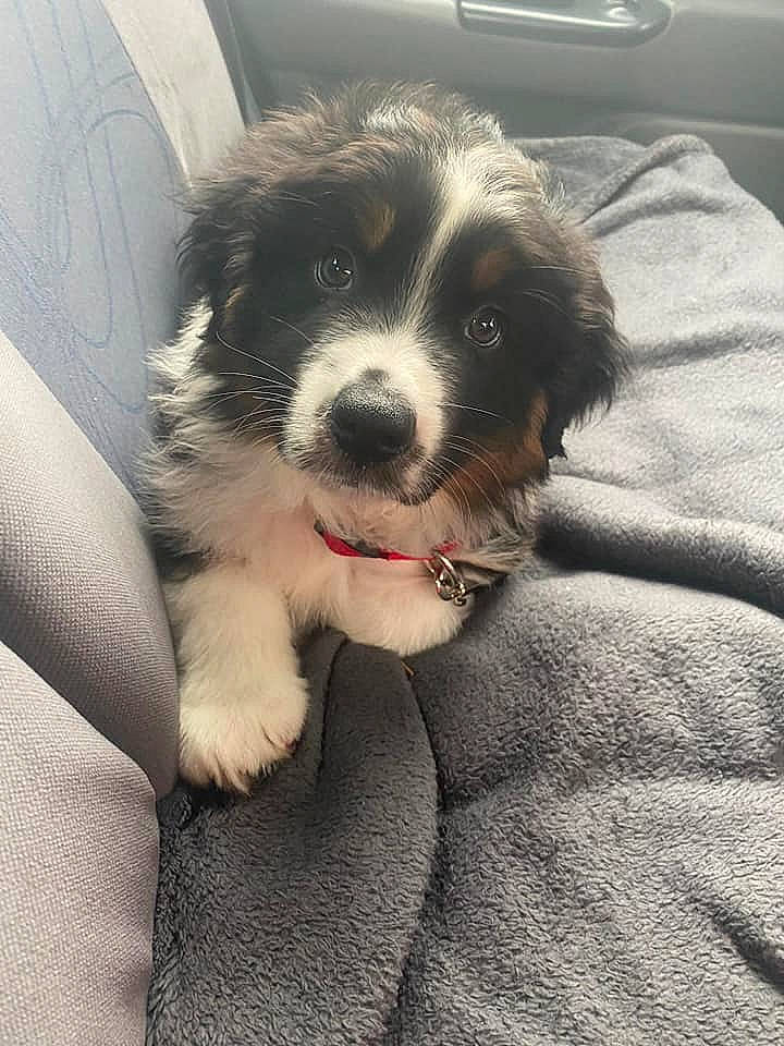 Ryko participe au concours pour gagner de l'argent avec cette photo : bernese_mountain_dog, canidae, carnivore, companion_dog, dog, dog_breed, karakachan_dog, landseer, mammal, miniature_australian_shepherd, moscow_watchdog, nose, puppy, puppy_love, rare_breed_dog, snout, sporting_group, st_bernard, tornjak, vertebrate