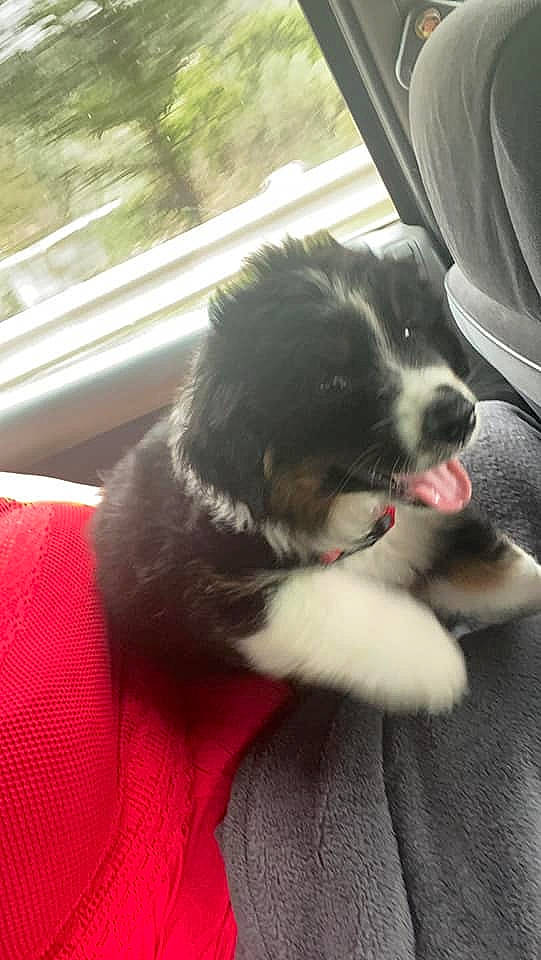 Ryko a rejoint le concours — aidez-le/la à gagner de superbes lots ! australian_shepherd, border_collie, canidae, carnivore, companion_dog, dog, dog_breed, herding_dog, karakachan_dog, landseer, mammal, miniature_australian_shepherd, mucuchies, puppy, sporting_group, vertebrate