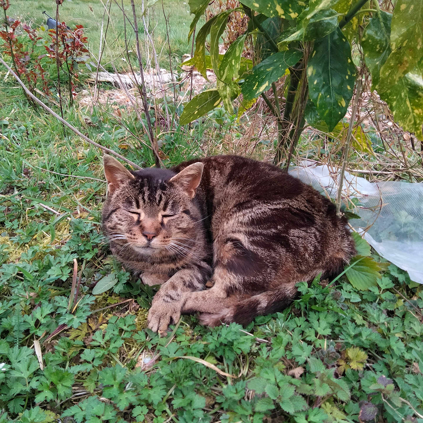 Minette a rejoint le concours — aidez-le/la à gagner de superbes lots ! animal, cat, closeup, feline, fur, garden, grass, greenery, leaf, mammal, nature, outdoor, peaceful, pet, plants, relaxed, resting, sleeping, tabby_cat, wildlife