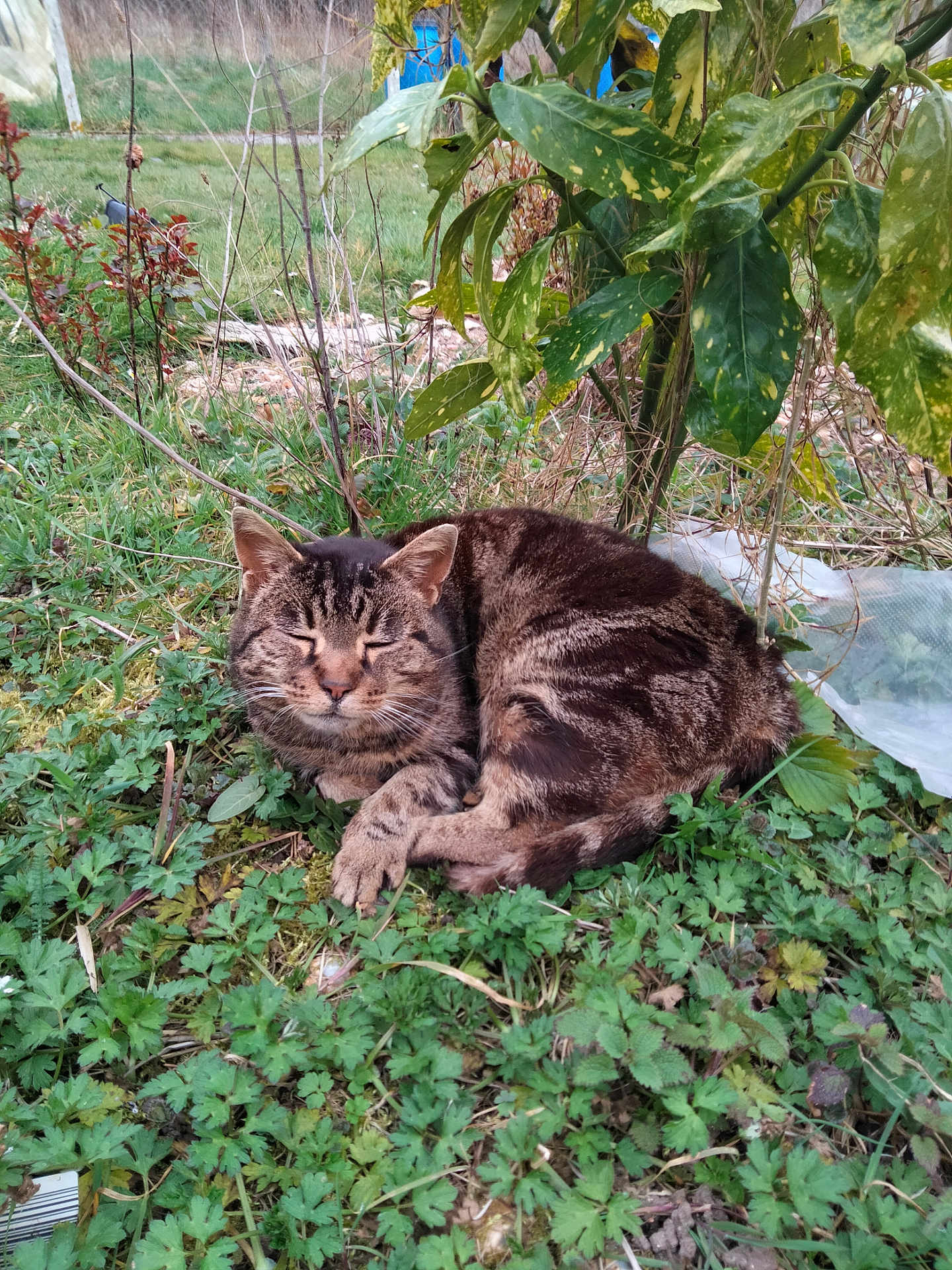 Minette a rejoint le concours — aidez-le/la à gagner de superbes lots ! cat, tabby_cat, animal, outdoor, greenery, plants, nature, grass, sleeping, relaxed, pet, feline, fur, mammal, leaf, garden, resting, wildlife, closeup, peaceful