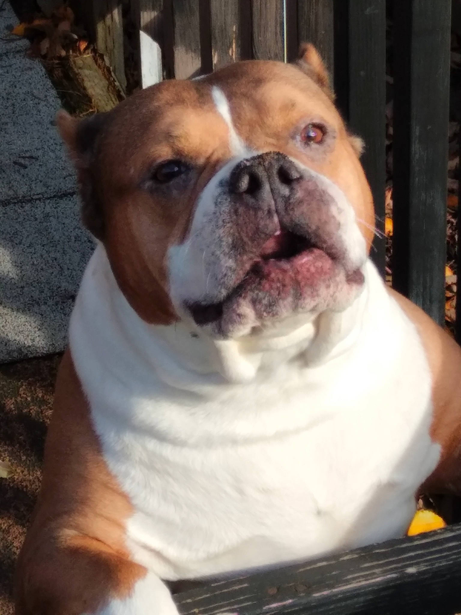 Lovie joined the competition — help win amazing prizes! australian_bulldog, bulldog, canidae, carnivore, collar, companion_dog, dog, dog_breed, dog_collar, ear, fawn, fur, molosser, snout, sporting_group, terrestrial_animal, whiskers, window, working_animal, wrinkle