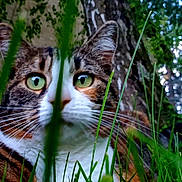 Plume participe au concours pour gagner de l'argent avec cette photo : animal, camouflage, cat, close_up, curious, ears, feline, focus, fur, grass, green_eyes, leaf, muzzle, nature, outdoor, pet, portrait, tree_trunk, whiskers, wildlife