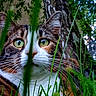 animal, camouflage, cat, close_up, curious, ears, feline, focus, fur, grass, green_eyes, leaf, muzzle, nature, outdoor, pet, portrait, tree_trunk, whiskers, wildlife