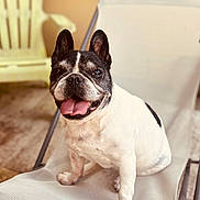 Holga participe au concours pour gagner de l'argent avec cette photo : dog, french_bulldog, pet, animal, tongue_out, sitting, chair, mesh_chair, ears_up, happy, smiling, indoor, home, cute, portrait, close_up, black_and_white, fur, paw, relaxed