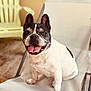 dog, french_bulldog, pet, animal, tongue_out, sitting, chair, mesh_chair, ears_up, happy, smiling, indoor, home, cute, portrait, close_up, black_and_white, fur, paw, relaxed