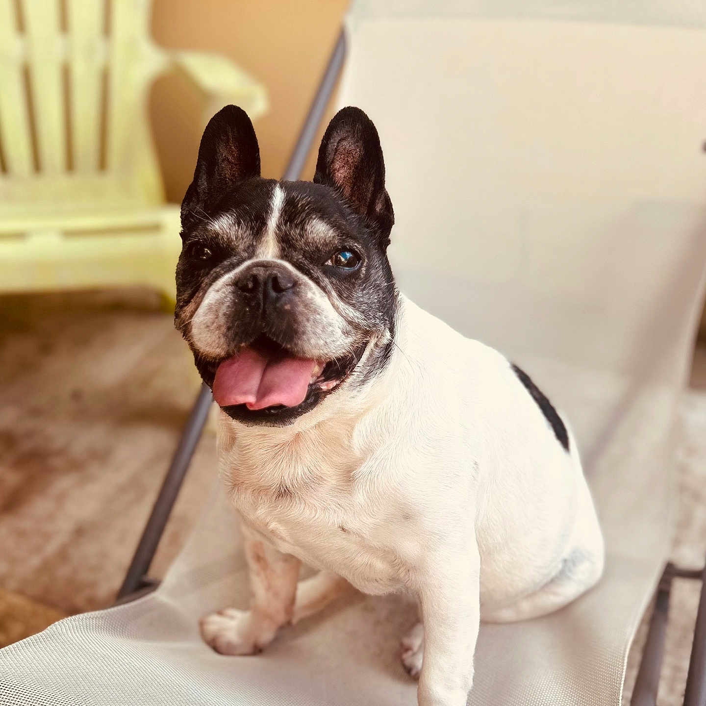 Holga participe au concours pour gagner de l'argent avec cette photo : animal, black_and_white, chair, close_up, cute, dog, ears_up, french_bulldog, fur, happy, home, indoor, mesh_chair, paw, pet, portrait, relaxed, sitting, smiling, tongue_out