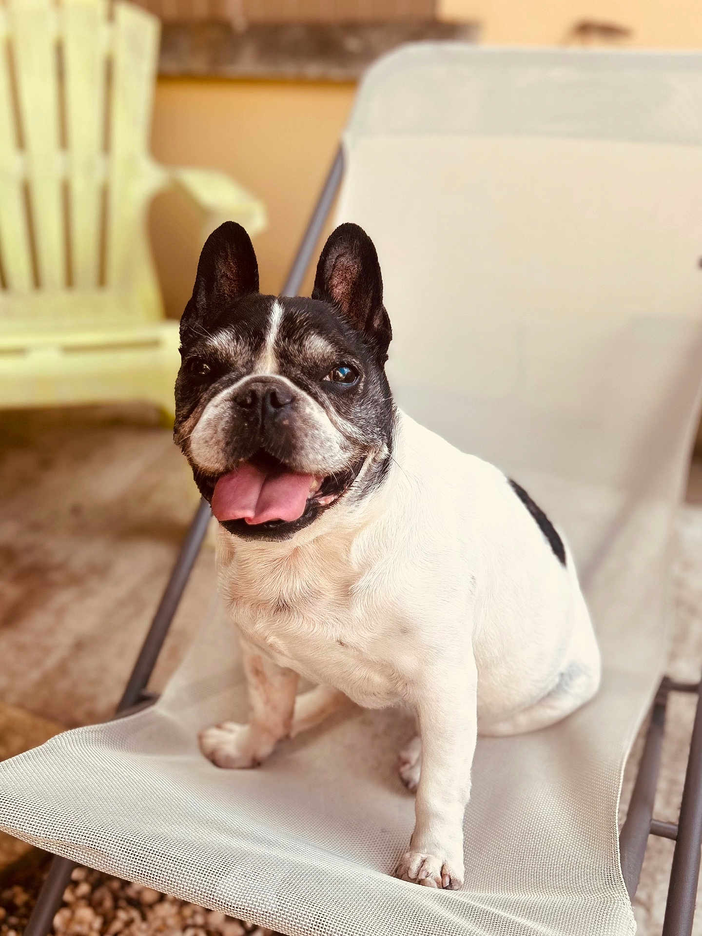 Holga participe au concours pour gagner de l'argent avec cette photo : dog, french_bulldog, pet, animal, tongue_out, sitting, chair, mesh_chair, ears_up, happy, smiling, indoor, home, cute, portrait, close_up, black_and_white, fur, paw, relaxed