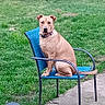 dog, chair, skateboard, grass, backyard, outdoor, pet, animal, fence, concrete, calm, tan_dog, metal, seated, quiet, daytime, nature, recreation, leisure, collar