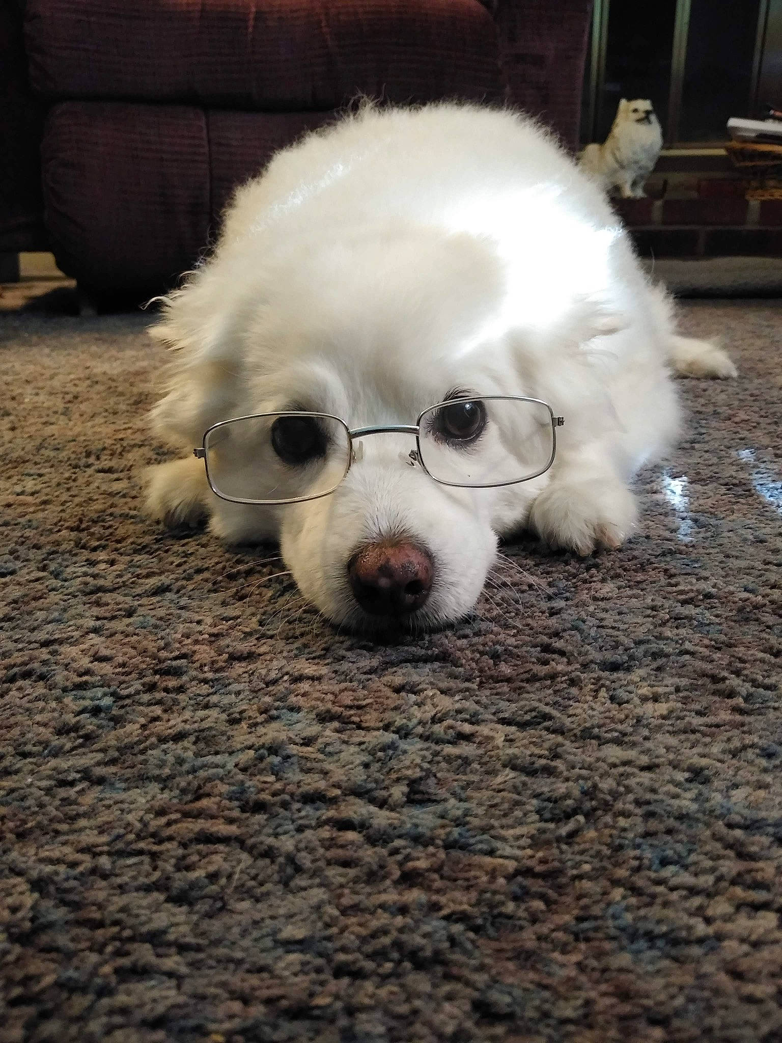 Hannah is registered to the contest to win money with this photo: canidae, carnivore, companion_dog, corgi_chihuahua, dog, dog_breed, dog_supply, eyewear, flooring, fur, maltepoo, non_sporting_group, poodle, puppy, puppy_love, snout, sporting_group, toy_dog, whiskers, working_animal