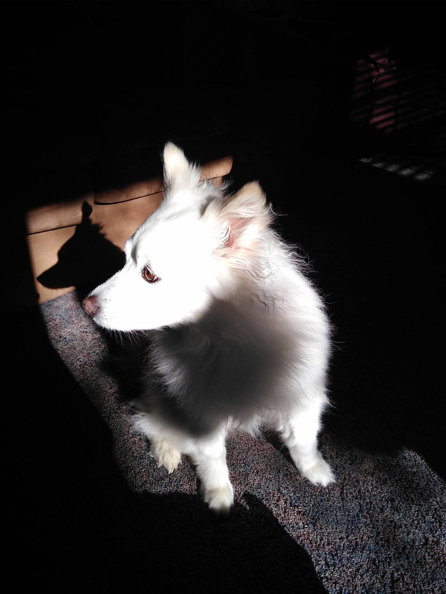 Hannah joined the competition — help win amazing prizes! canidae, carmine, carnivore, cat, claw, darkness, felidae, flash_photography, fur, midnight, mouse, muridae, muroidea, paw, rodent, shadow, small_to_medium_sized_cats, snout, tail, whiskers