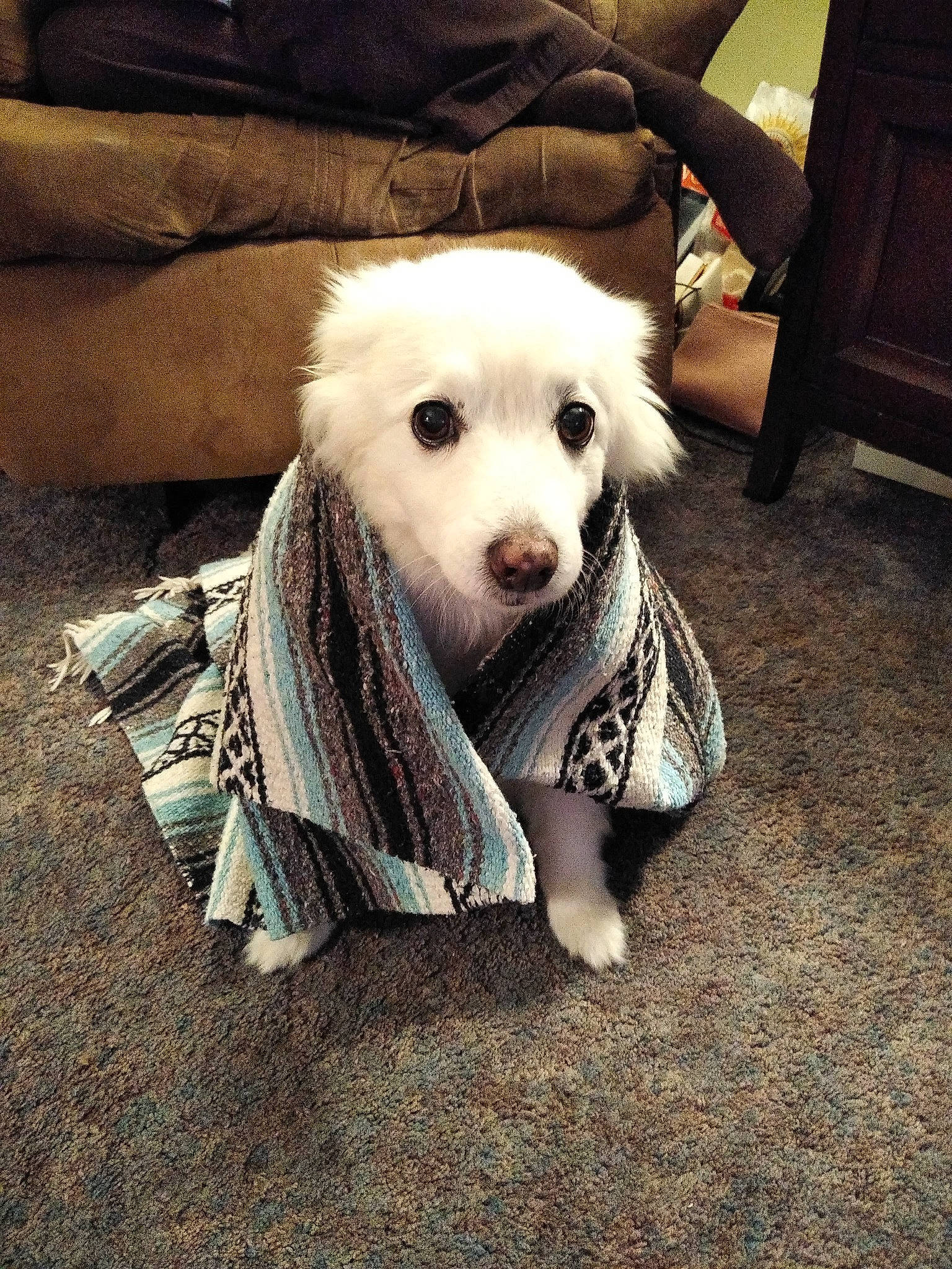 Hannah joined the competition — help win amazing prizes! canidae, carnivore, chair, comfort, companion_dog, couch, dog, dog_breed, dog_clothes, dog_supply, fawn, flooring, fur, happy, snout, sporting_group, tail, toy_dog, whiskers, working_animal