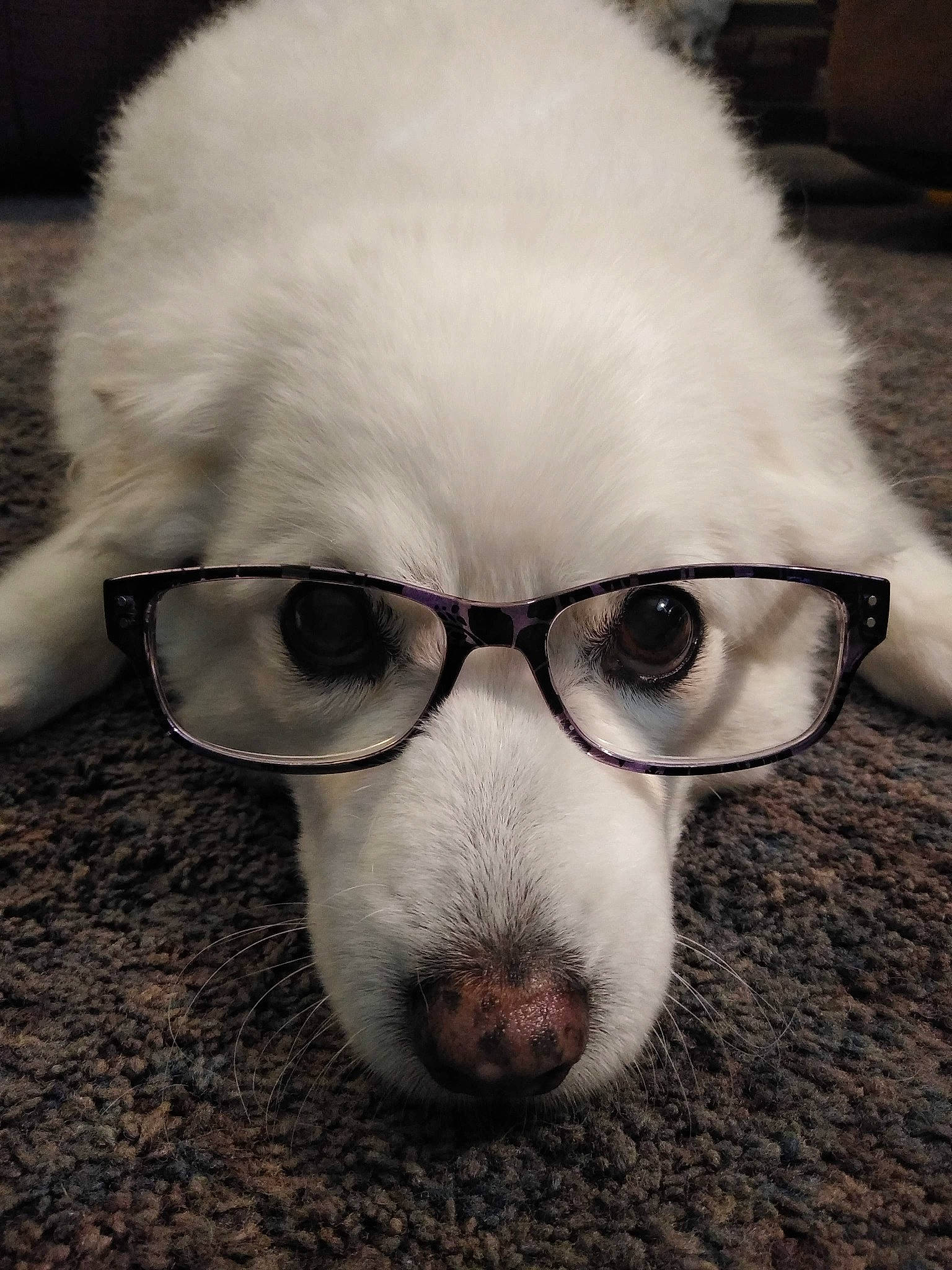 Hannah joined the competition — help win amazing prizes! carnivore, close_up, companion_dog, dog, dog_breed, ear, eye, eyewear, glasses, goggles, jaw, nose, snout, sporting_group, sunglasses, toy_dog, vertebrate, vision_care, whiskers, working_animal