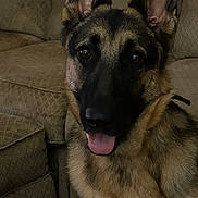 Bella joined the competition — help win amazing prizes! dog, german_shepherd, pet, animal, indoors, couch, furniture, tongue_out, brown_fur, black_fur, ears_up, face, looking_at_camera, friendly, cozy, home, canine, domestic_animal, companion, portrait