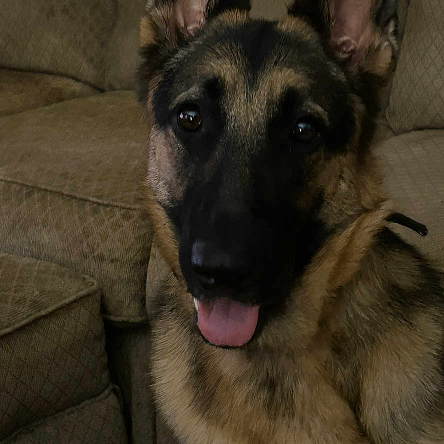 Bella joined the competition — help win amazing prizes! animal, black_fur, brown_fur, canine, companion, couch, cozy, dog, domestic_animal, ears_up, face, friendly, furniture, german_shepherd, home, indoors, looking_at_camera, pet, portrait, tongue_out