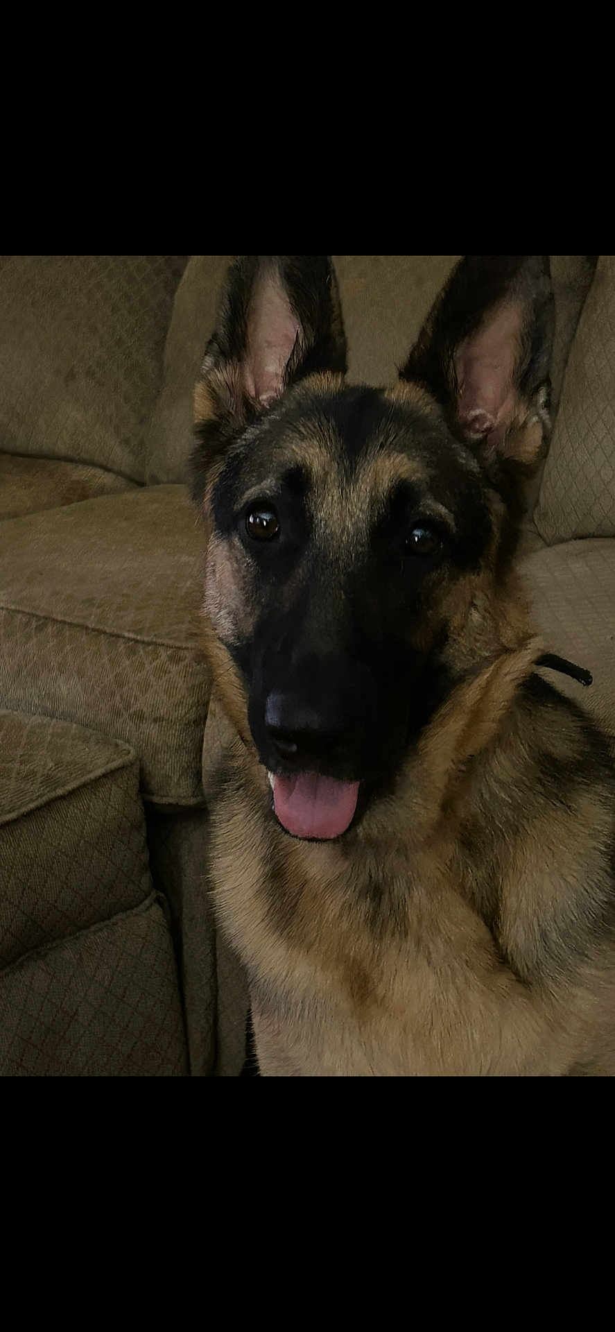 Bella joined the competition — help win amazing prizes! dog, german_shepherd, pet, animal, indoors, couch, furniture, tongue_out, brown_fur, black_fur, ears_up, face, looking_at_camera, friendly, cozy, home, canine, domestic_animal, companion, portrait
