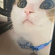 Moonlight joined the competition — help win amazing prizes! art, carnivore, cat, circle, domestic_short_haired_cat, eyelash, felidae, fur, iris, paper_product, pattern, small_to_medium_sized_cats, visual_arts, whiskers