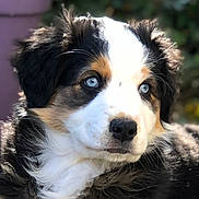 Skye participe au concours pour gagner de l'argent avec cette photo : puppy, dog, blue_eyes, close_up, fluffy_fur, outdoor, young_dog, portrait, animal, cute, pet, canine, sunlight, nature, fur, face, muzzle, whiskers, alert, expression