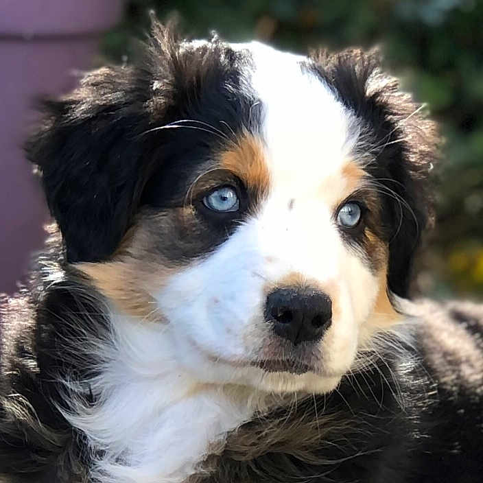 Skye participe au concours pour gagner de l'argent avec cette photo : puppy, dog, blue_eyes, close_up, fluffy_fur, outdoor, young_dog, portrait, animal, cute, pet, canine, sunlight, nature, fur, face, muzzle, whiskers, alert, expression