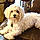 Teddy